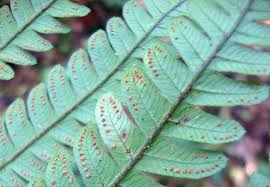 Image result for Dryopteridaceae