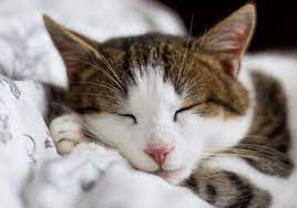 We did not find results for: Arti Mimpi Kucing Dan Tafsir Mimpi Anak Kucing Mati Tenggelam Atau Tertabrak Di Jalan