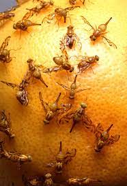 Pest meaning is parameter estimation by sequential testing and other full form of pest definition take part in below table. Insect Damage To Growing Crops Britannica