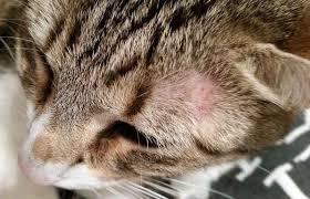Kedilerde Dermatophytosis Trichopytie Mantar Kediler Vetrehberi