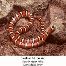 Black And White Snake Northern California Kingsnakes Versus Rattlesnakes Arizona Daily Independent