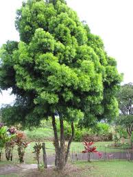 Image result for Afrocarpus