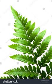 Image result for Rumohra adiantiformis