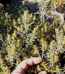 Image result for Phylica