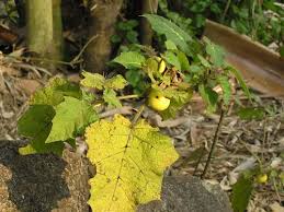 Image result for Solanum campylacanthum 'incanum type'