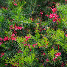 Image result for Grevillea