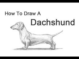 324 free images of dachshund. How To Draw A Dog Dachshund Youtube