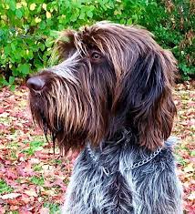 900 Ideeen Over Korthals Griffon Wirehaired Pointing Griffon Wpg In 2021 Honden Dieren Griffon Korthals