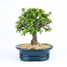 We did not find results for: Green Jade Bonsai Elemental Bonsai Tea Garden