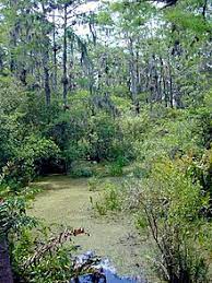 The place, where the soil is very clayey and sticky is called marshy area and the plants growing there are the marshy plants. Swamp Wikipedia