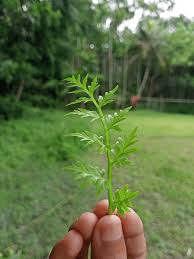 Image result for Ceratopteris