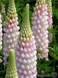 lupinus blossom camolin potting shed flower seeds beautiful flowers pink garden