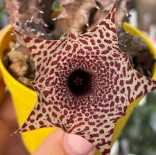 Image result for Huernia hislopii