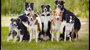 Bu köpek hakkında en önemli ipucu i̇skoçya'nın uzun tüylü collie cinsinden üretilmiş olmasıdır. Dunyanin En Zeki 10 Kopegi Youtube