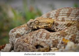 Image result for Mellera lobulata