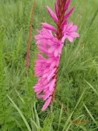 Image result for Watsonia