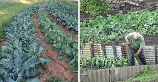 Vegetable gardens don't ned large amounts of space,with this tutorial. Planting Garden Vegetables In Rows And Staggered Rows Gardening Channel