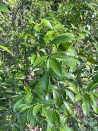 Image result for Toddaliopsis