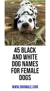Black And White Names For Dogs 45 Black And White Dog Names For Female Dogs Female Dog Names Dog Names Black And White Dog