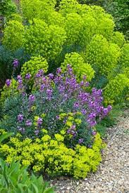 植物手记 糖芥属 plants garden shrubs beautiful gardens