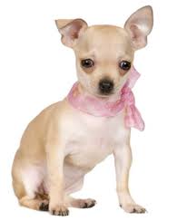Ecco quali sono i 10 cani di piccola taglia che rimangono tali anche una volta diventati adulti. Cani Di Piccola Taglia Da Appartamento Il Chihuahua