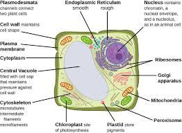 6 1 Eukaryotic Cells Biology 110 Psu Dubois Eukaryotic Cell Plant And Animal Cells Animal Cell