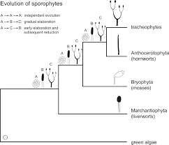 This page will start with the bryophyte. American Journal Of Botany