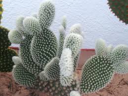 Bunny ears cactus (opuntia microdasys) in pot. Opuntia Microdasys Var Albispina Angel Wings World Of Succulents