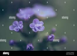 Image result for Chlorophytum amplexicaule