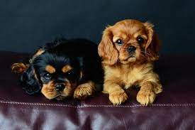 Ruby Black Tan Cavalier King Charles Spaniel Puppies King Charles Cavalier Spaniel Puppy Cavalier King Charles Dog King Charles Dog