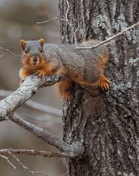 Conservation Federation Vol 85 No 6 by Conservation Federation