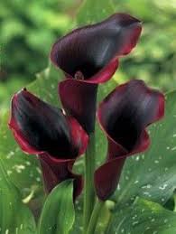 Bold floral designs, award winning wine and artisan chocolates, all hand delivered in a stunning gift box. Kalla Aika Pihalla Zantedeschia Arum Lily Plants