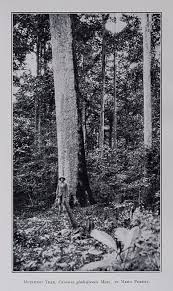 Image result for Casearia gladiiformis