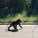  Baboons use barrel to escape from Texas research facility
