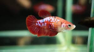 That is why we have covered the main ten differences between koi and gold fish. Koi Betta Female 1 Pack Discus Com