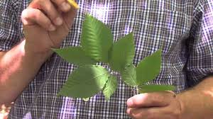 Image result for leaf margin entire