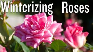 Sprinkle 1/4 to 1/2 cup of epsom salts around the base of the plant to promote foliar and cane development. Winter Care For Knock Out And Drift Roses Youtube