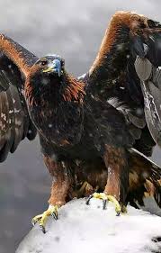 Majestic Birds Of Prey Animals Pin By Final Apparel On Majestic Bird Beautiful Birds Birds Pet Birds