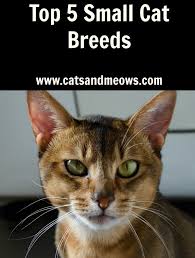 Top 5 Small Cat Breeds Cats And Meows Small Cat Breeds Cat Breeds Popular Cat Breeds