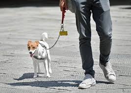 Giornata mondiale del cane, oggi occasione per sensibilizzare contro l'abbandono. Oggi E La Giornata Internazionale Del Cane Animali Ansa It