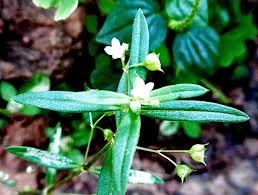 Image result for Oldenlandia herbacea