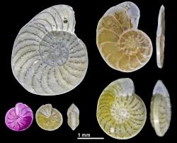 Image result for Operculina