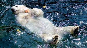 Polar bear cubs weigh as little as 0.6 kilograms at birth. Polar Bear Milana Gives Birth To Cubs In German Zoo News Dw 25 11 2019