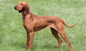 Vizslas can measure an average of. Vizsla Breed Facts And Information Petcoach
