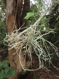 Image result for Microcoelia megalorrhiza