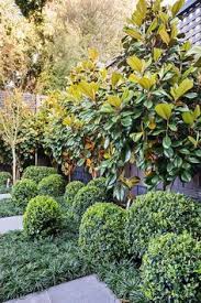 Magnolia taddy bear has beautiful dark green glossy leaves with a heavy covering of brown soft felt on the underside. 7 Best Teddy Bear Magnolia Ideas Teddy Bear Magnolia Magnolia Magnolia Trees