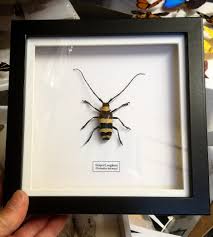 Black And White Wasp Like Insect Uk Stripy Longhorn Beetle Nemophas Bicinctus Real Framed Specimen Longhorn Beetle Longhorn Frame