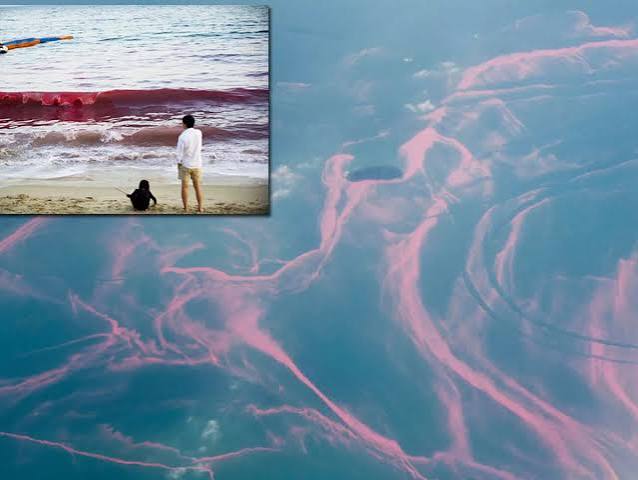 Beach sea suddenly turns BLOOD RED sparking panic with holidaymakers - The  Mirror