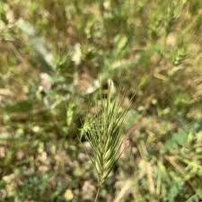 Image result for Argyrolobium tuberosum