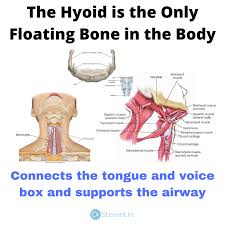 The human skeleton is divided into the axial skeleton and the appendicular skeleton. Dr Steven Lin The Hyoid Bone Is The Connection Between The Tongue And Larynx Is The Tongue A Muscle Or An Organ Of The Body The Tongue Is Comprised Of Intrinsic